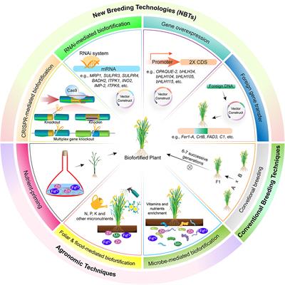 Biofortification of Cereals and Pulses Using New Breeding Techniques: Current and Future Perspectives